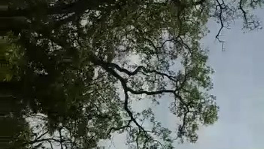 Safari Fathala